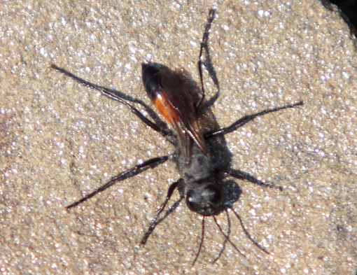 Sphecidae